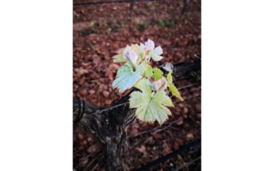 Galería de fotos de las primeras hojas de las viñas