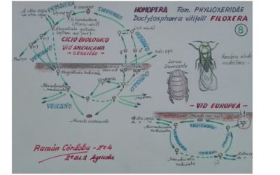 La filoxera