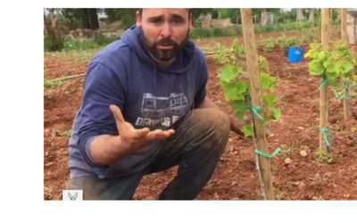 Andreu Majoral nos muestra como se hacen los injertos en la viña (Vídeo)