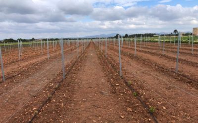 ¿Cuánto tiempo lleva hacer una botella de vino? (2). Plantación de las cepas.