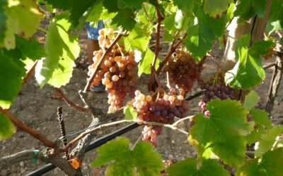 Cuánto timepo lleva hacer una botella de vino (4). Cuarto año: entrada  en producción.