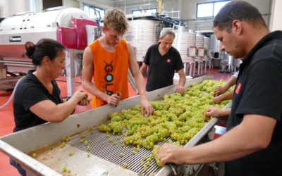 ¿Cuánto tiempo lleva hacer una botella de vino? (5). Labores en la bodega.