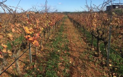 La viña y el vino del año 2021 (1). Inicio del ciclo.