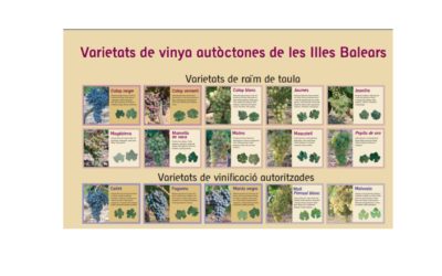 ¿Cómo se autorizan las nuevas variedades de vid?