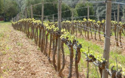 Las viñas despiertan. La viña y el vino de 2021 (4)