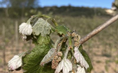 La helada daña las viñas. La viña y el vino del año 2021. (5)