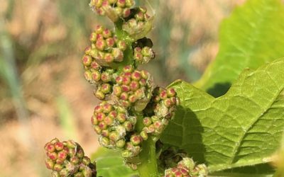 Inflorescencias. Diario de una cepa. (3)
