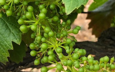 Floración y fecundación. Diario de una cepa (4).