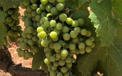 Las uvas siguen creciendo. Diario de una cepa (5).