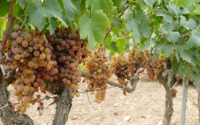 Ciclo de la variedad giró ros. Añada 2022 (1)