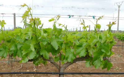Pda en verde. Ciclo de la variedad giró ros. Añada 2022. (3)