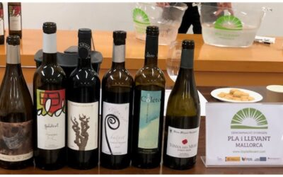 Vinos mallorquines elaborados con variedades de viña francesas van de la mano en el Pla i Llevant