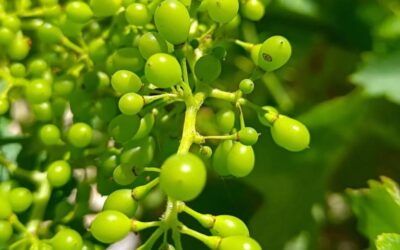 Cuajado y corrimiento de las uvas