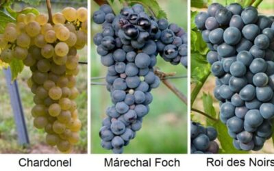 Cultura del vino: ¿Qué son y que utilidad tienen las variedades híbridas de viña?