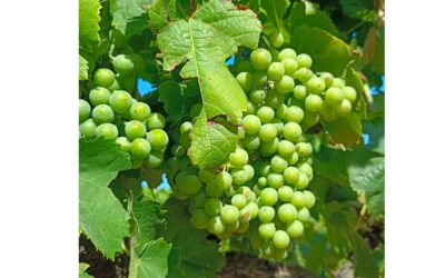 Ciclo de la viña. Crecimiento, el período herbáceo.