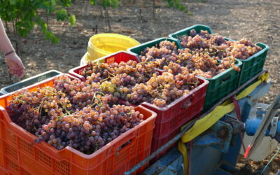 ¿Cuándo están maduras las uvas? Diario de vendimia 2024 (2)