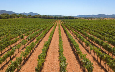 Clima y vino: cómo el cambio climático está transformando los vinos de la DO Pla i Llevant
