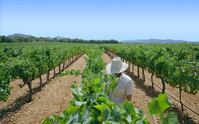 El vino que nace del mar.